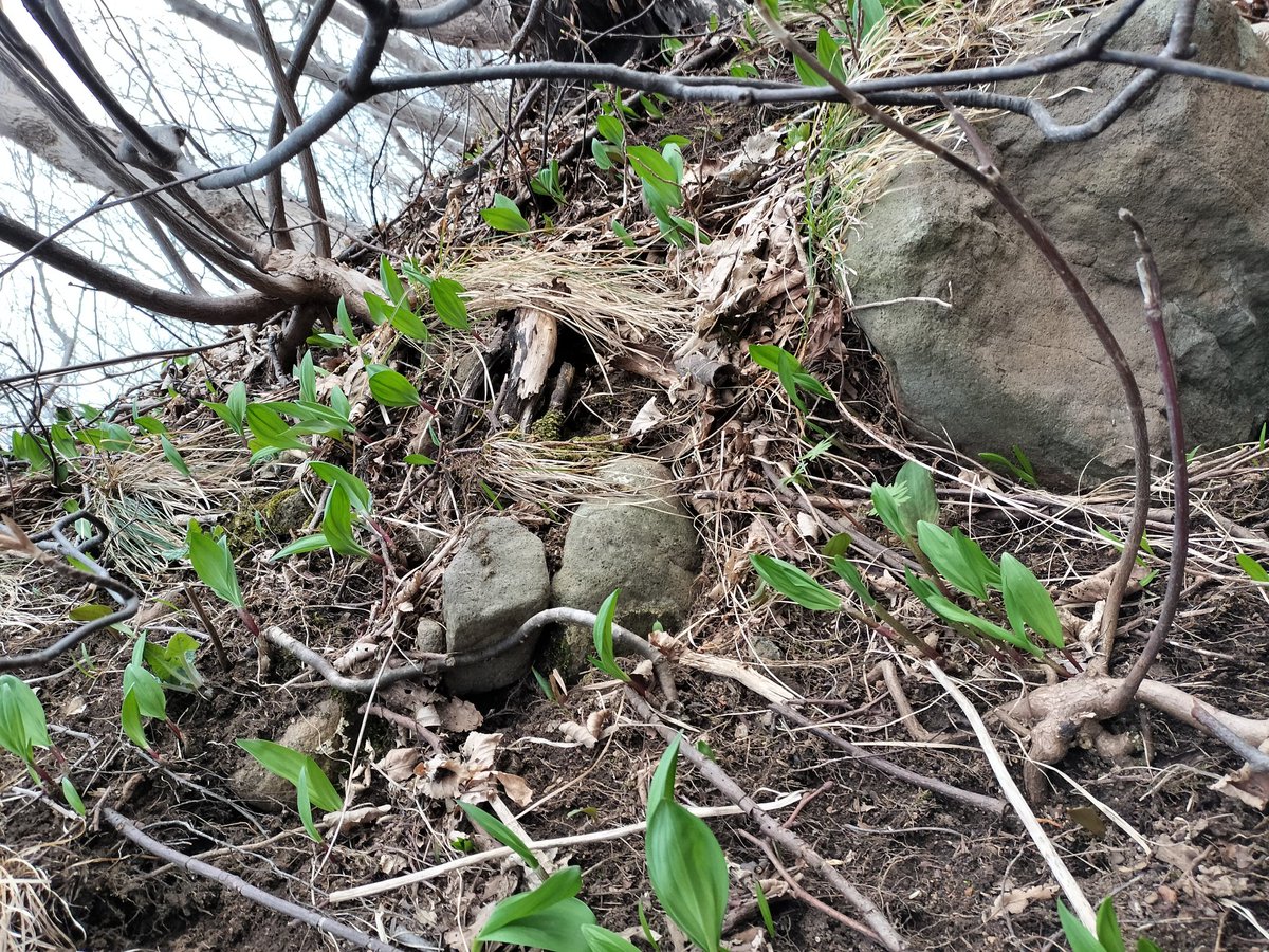 ともすずか tweet media