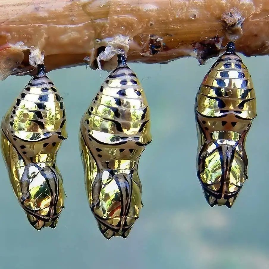 #NoDesign🙄 Metallic Mechanitis Butterfly Cocoons