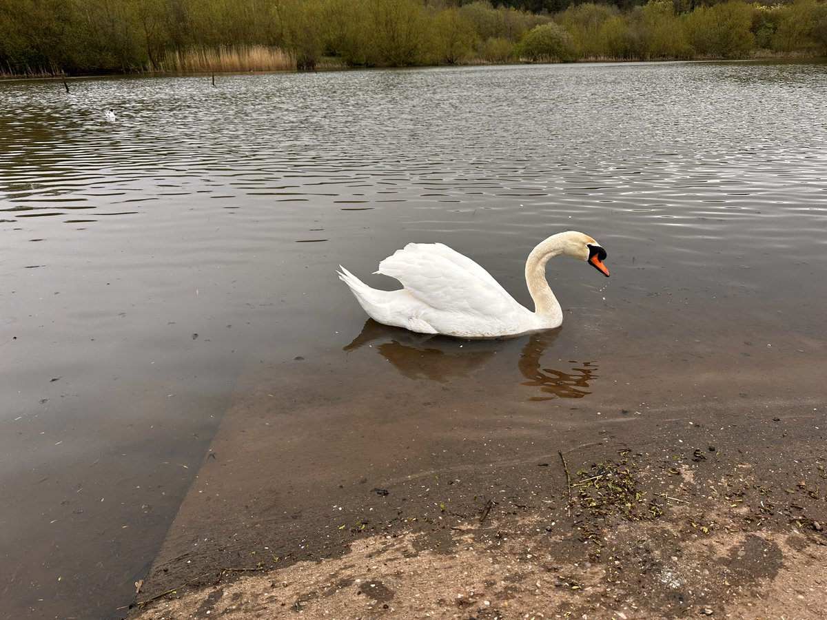 Gandchild sitting - swanning around For a few hours 😎 #swan #nature