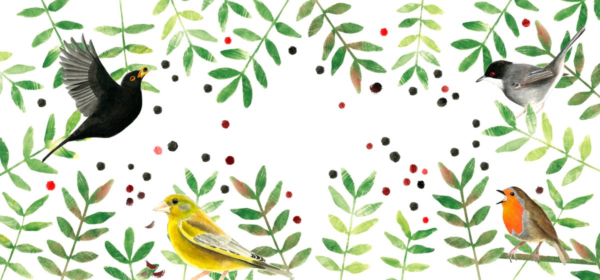 Como sabréis, algunas aves desempeñan un papel fundamental en los ecosistemas dispersando las semillas de los frutos que consumen. Otras, depredan sobre ellos, como el verderón común y el lentisco. Comparto ilustración para la portada de Tesis Doctoral de Elena Quintero Borrero.