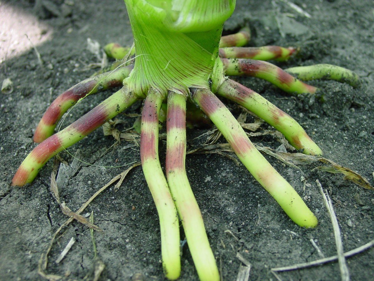 Corn Brace Roots are fascinating. But what functions do they actually serve and what can they tell us about the health and growth of the plant? See Page 41 for a primer on brace roots. corteva.showpad.com/share/SG6K2TBG…