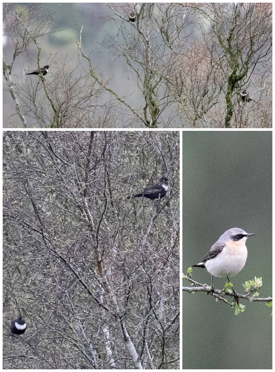 A group of 9 Ring Ouzel and a Wheatear on End Hill above North Valley #MalvernHills this morning, plus 2 Ring Ouzel on NW slope of Worcs Beacon #WorcsBirds @WorcsBirding