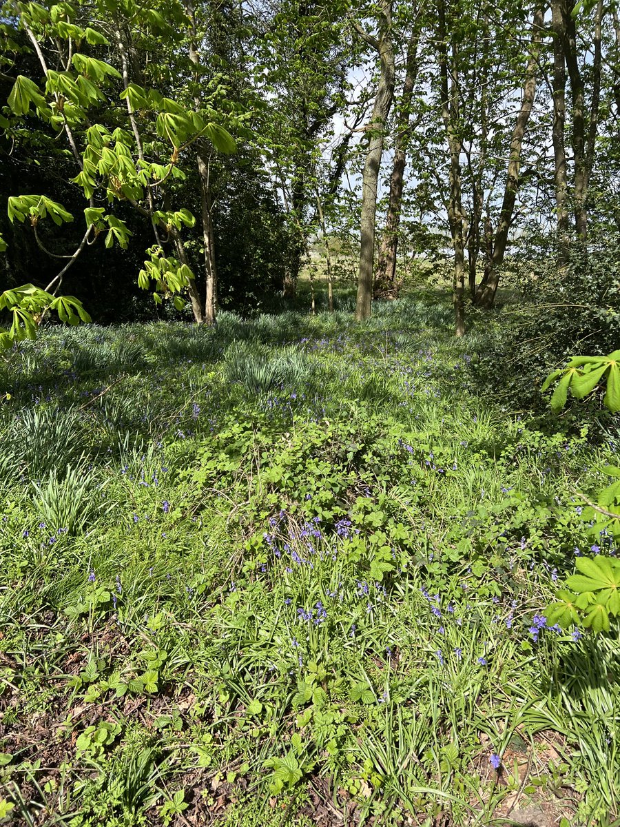 Such a pleasure to take a stroll around Tiptree Farm in the Spring