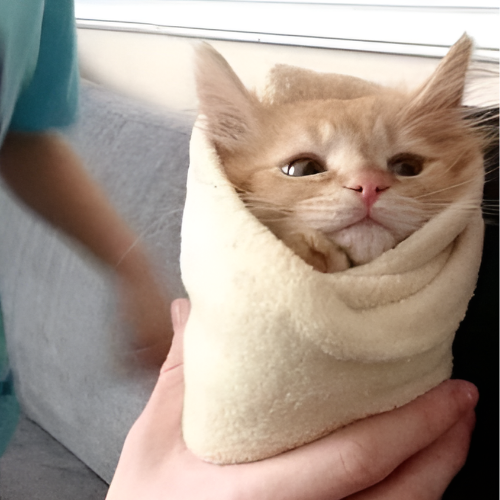 purrito on sol tweet media