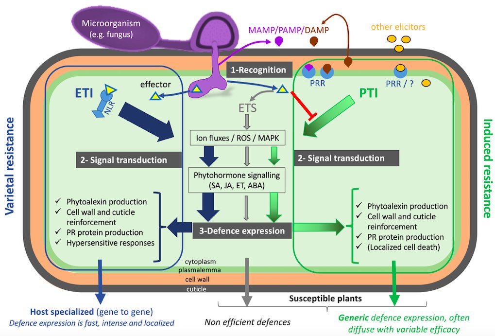 Grapevine defence mechanisms when challenged by pathogenic fungi and oomycetes with M Adrian, MF Corio-Costet, A Calonnec, S Cluzet, @benoit_poinssot , S Trouvelot, S Wiedemann-Merdinoglu sciencedirect.com/science/articl… Thanks to @Vitae_Project