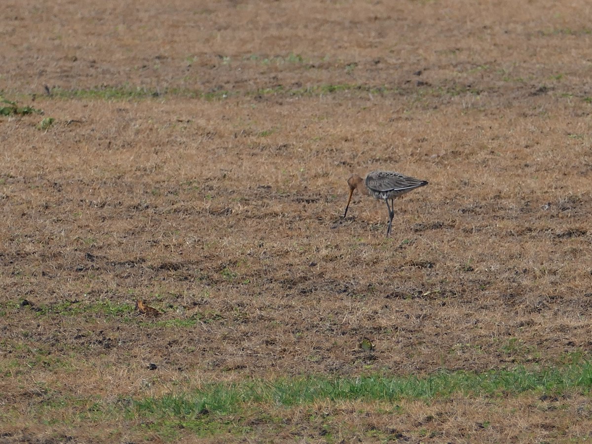 #grutto #glyfosaat 😢<a href="/vogelnieuws/">Vogelbescherming NL</a>