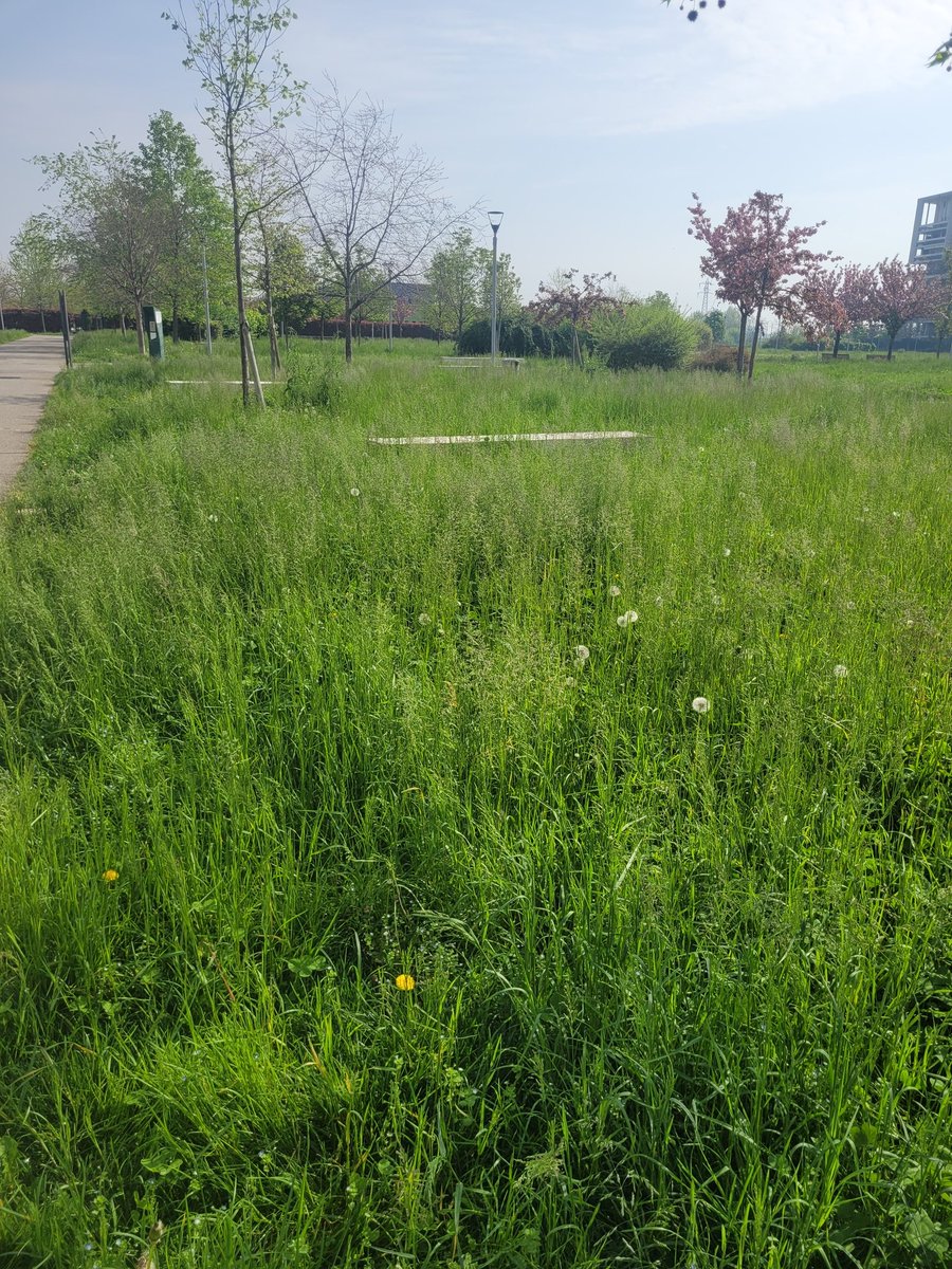 cqmsg's tweet photo. Lunedì 8 aprile 2024 -> abbiamo sollecitato agli Assessori e Uffici competenti un intervento urgente per lo sfalcio dell'erba al parco Trapezio, che ha ormai raggiunto livelli improponibili.
#CQMSG https://t.co/GqBqCFuGm1