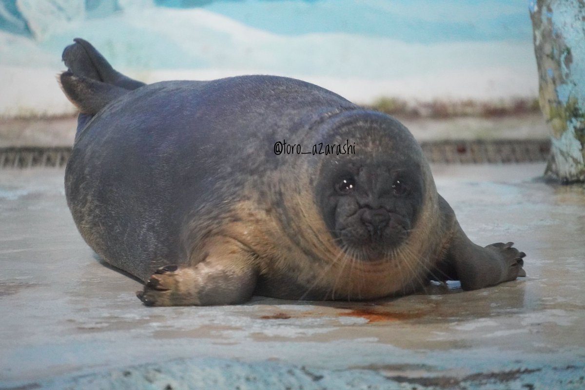 #鴨川シーワールド

ティノ  ダイ

2024/04/07

#あざらし #アザラシ #seal #海豹 #바다표범 #ワモンアザラシ #今日はしわの日

海遊館さんに乗っかって鴨シーのオスワモンズ🦭
しわしわぁ