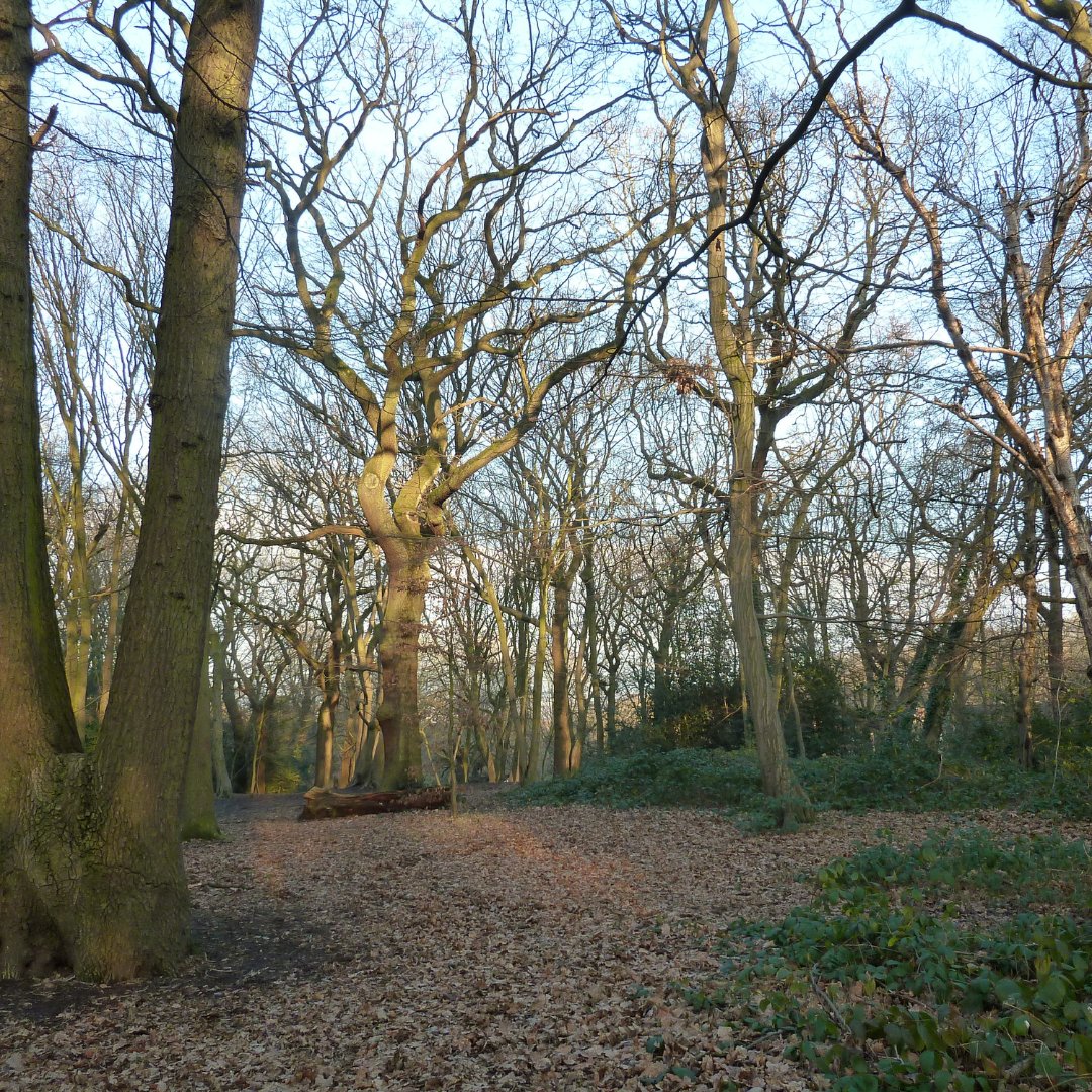 This month is Stress Awareness month. This years theme is #LittleByLittle, highglighting transformative impact of consistent, small positive actions on over-all wellbeing.

Take some time out of your day to step outside, get some fresh air and take a walk through Highgate Wood 🌳