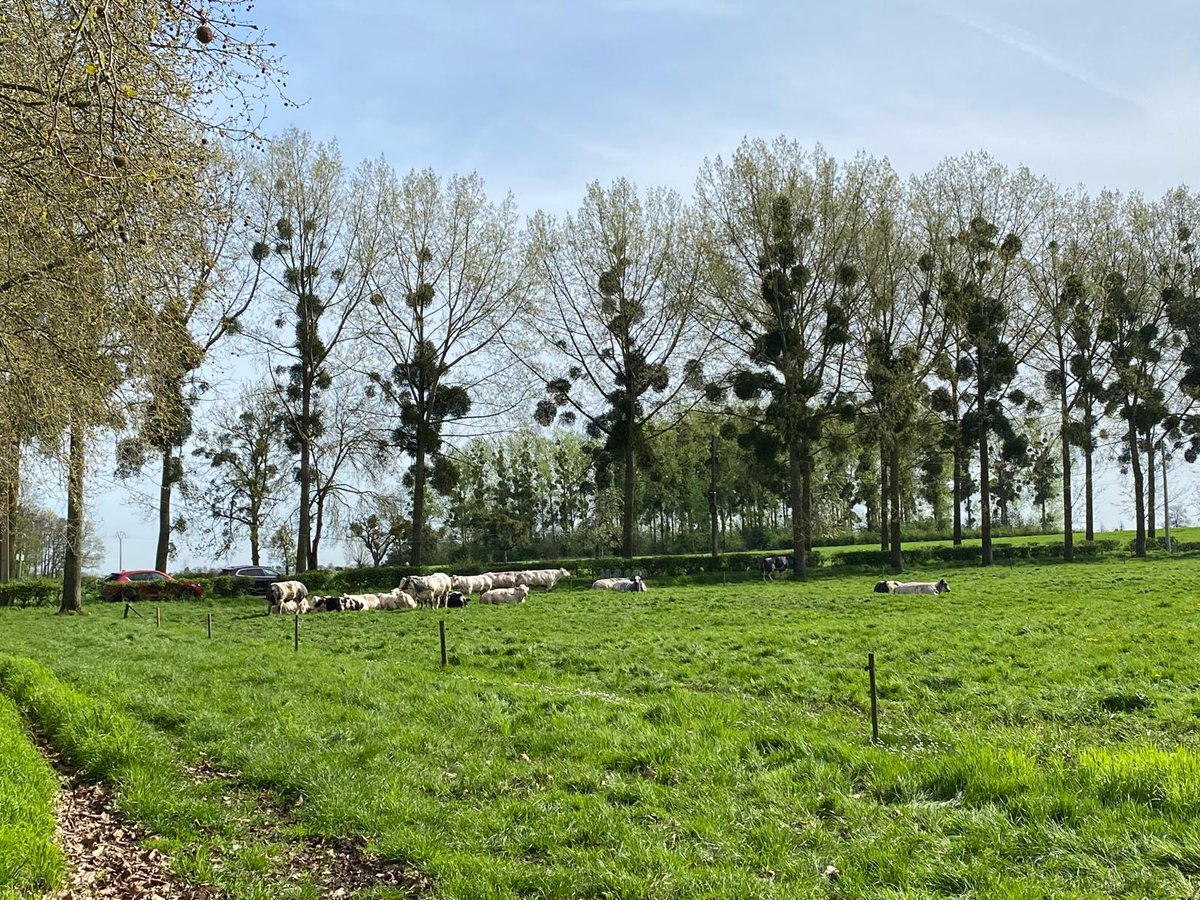 1⃣st day of the informal #AGRIFISH Council meeting dedicated to the 🇪🇺 Strategic autonomy. @COPACOGECA Presidents joined Ministers today on a farm visit of the 🇧🇪 Blue breed. An opportunity for all agri Ministers present to see sustainable farming in action: rooted in the…