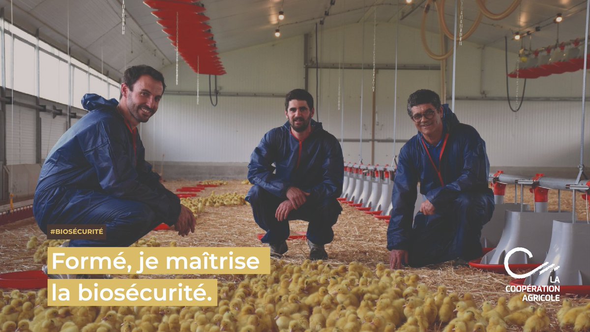 #Biosécurité | La #formation de biosécurité permet d’élaborer un plan complet pour les #élevages de volailles, porcs et bovins. Les élevages ovins et caprins peuvent s’appuyer sur des guides de bonnes pratiques cc @PoleAnimal_Coop @coop_laitieres 👉 lacooperationagricole.coop/securite-biose…