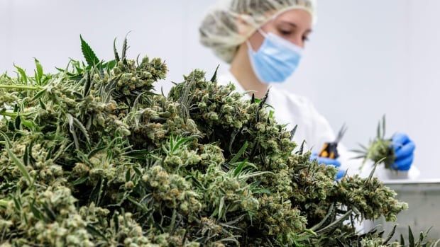 🇨🇦: Medical #cannabis hurdles remain in Canada, access still not smooth for patients. Here's Why: cbc.ca/news/health/se…