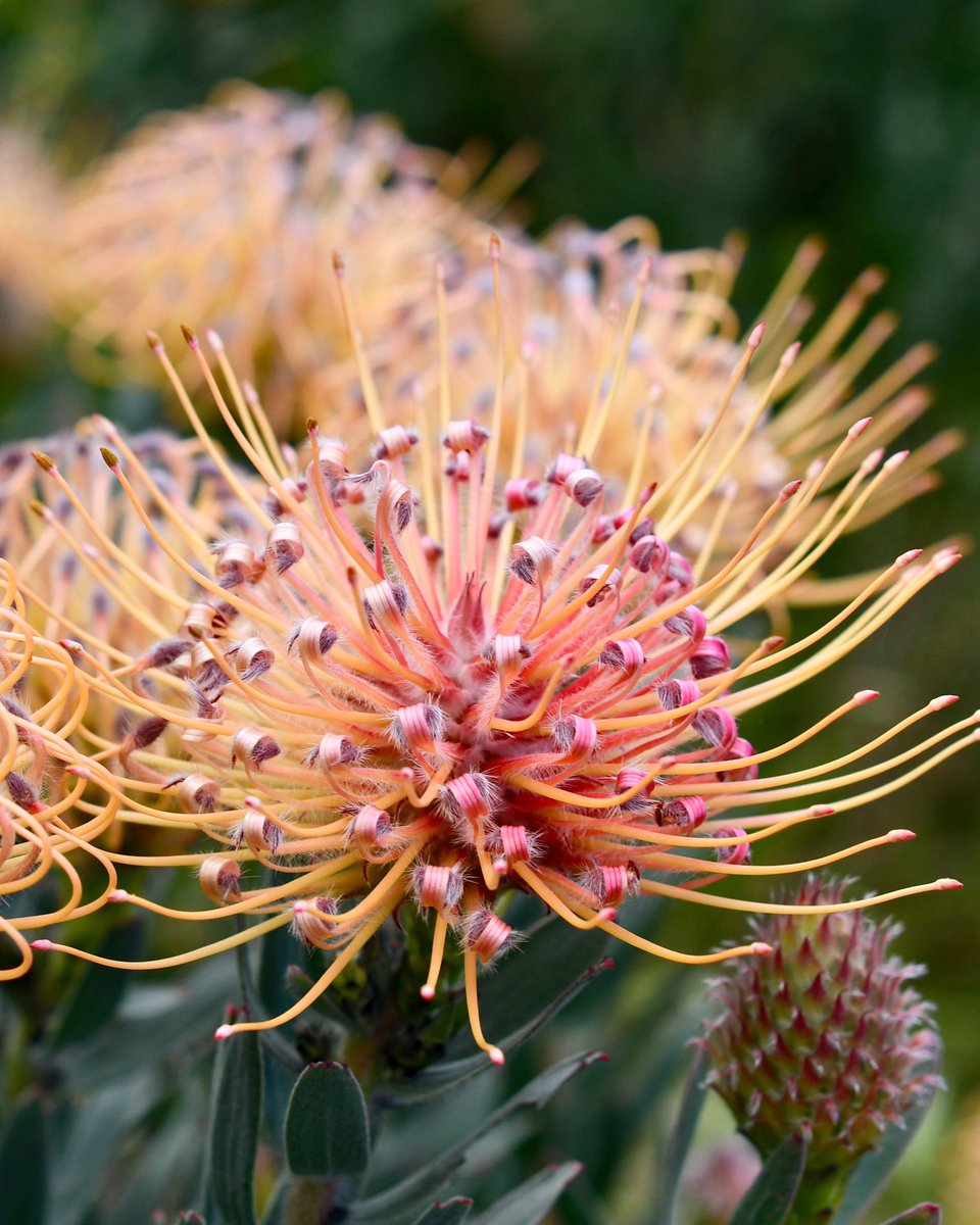 Never lose an opportunity of seeing anything beautiful, for beauty is God’s handwriting. -Ralph Waldo Emerson 🍃🌸💫💥🌿 #mondaymotivation #inspiredbynature #beautyiseverywhere #protea #leucospermum #pincushion #spider #peachlove #cagrown