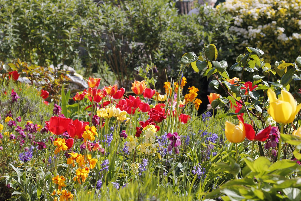 Happy Monday from Bubwith #garden! <a href="/AlmshouseAssoc/">AlmshouseAssociation</a> <a href="/wellscathschool/">WellsCathedralSchool</a> <a href="/WellsCathedral1/">Wells Cathedral</a> #SpringVibes  <a href="/The_RHS/">The RHS</a> #gardening