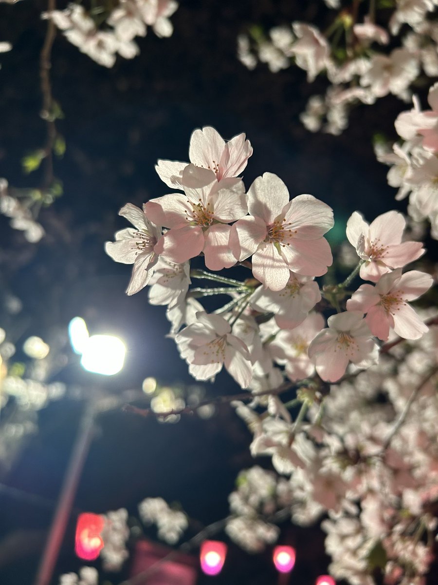 keimaru241241's tweet photo. 桜🌸 https://t.co/Cdqu6EpzQk