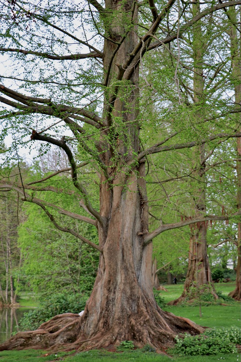 #thicktrunktuesday 
'#Trees are sanctuaries. Whoever knows how to speak to them, whoever knows how to listen to them, can learn the truth.” ― Herman Hesse
Good Tuesday morning X!
#tuesdaymorning