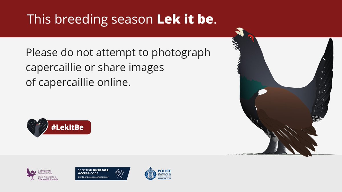 This breeding season #LekItBe. More information on reducing disturbance on vulnerable capercaillie at lekitbe.scot