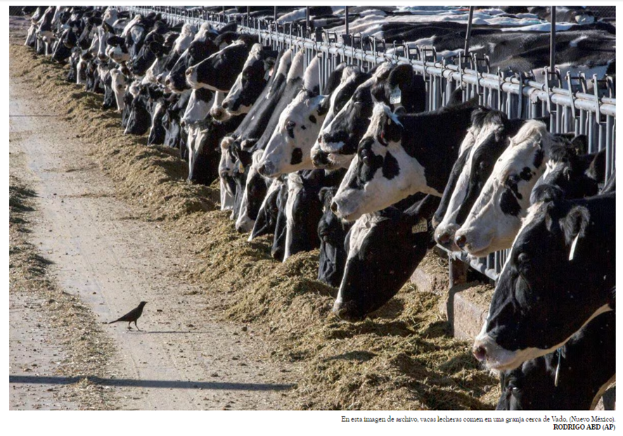 En la granja de Texas donde se detectaron los primeros casos de #GripeAviar en vacas, varias aves aparecieron muertas: palomas, mirlos y zanates (grackles). Estas especies sinantrópicas tienen un papel clave como 'hospedadores puente' moviendo patógenos entre humedales y granjas