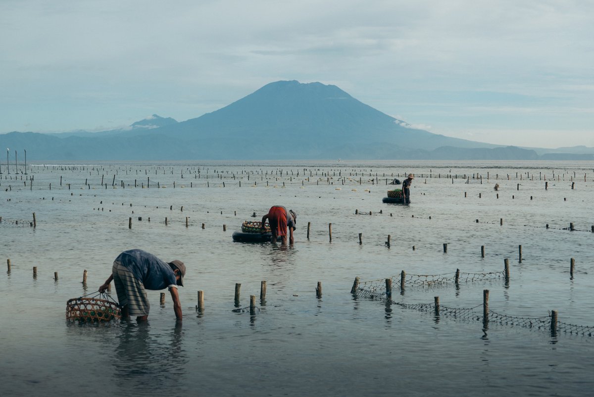 Image of the Day 📷⁠ ⁠ “Seaweed Farmers” - Nusa Penida, Bali // Photo: © Carlota Caldeira