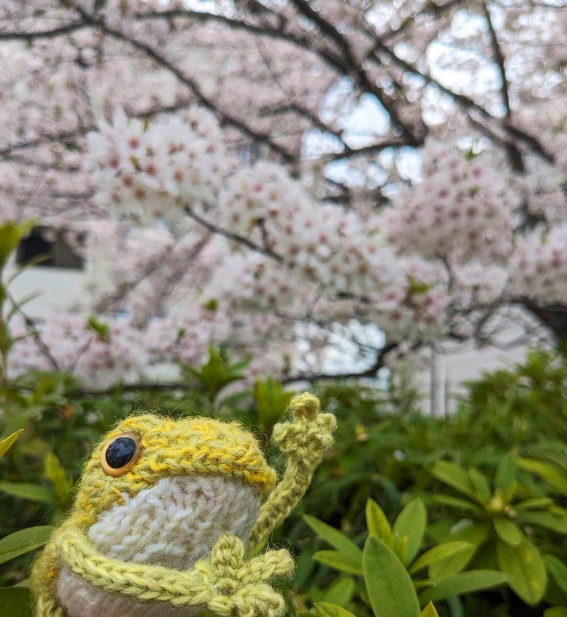 カエルちゃんと桜