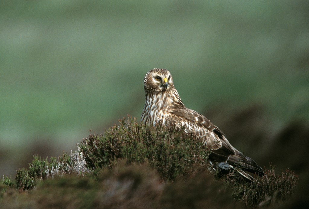 The 2023 Hen Harrier survey results are out, and it’s a mixed picture in England. With 653 territorial pairs found in UK in 2023, there’s been a 20% increase from the 545 pairs recorded in the last survey in 2016.