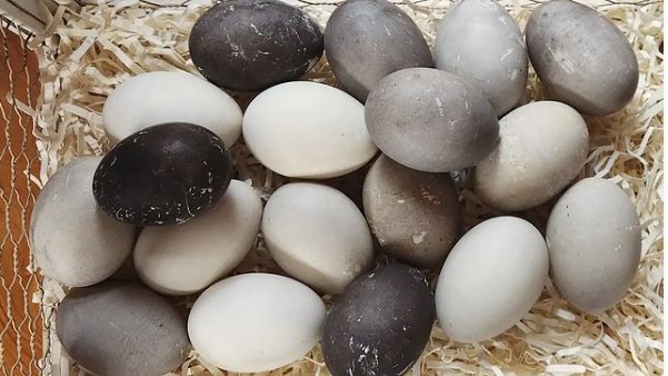 My eclipse tradition is to feast upon increasingly dark eggs of the cayuga duck saving the final black egg as a symbol of the revelation that is close at hand And what rough beast, its hour come 'round at last, Slouches towards Bethlehem to be born?