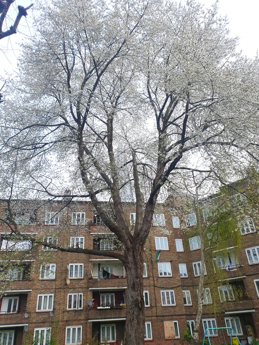 Trees For Bermondsey tweet media