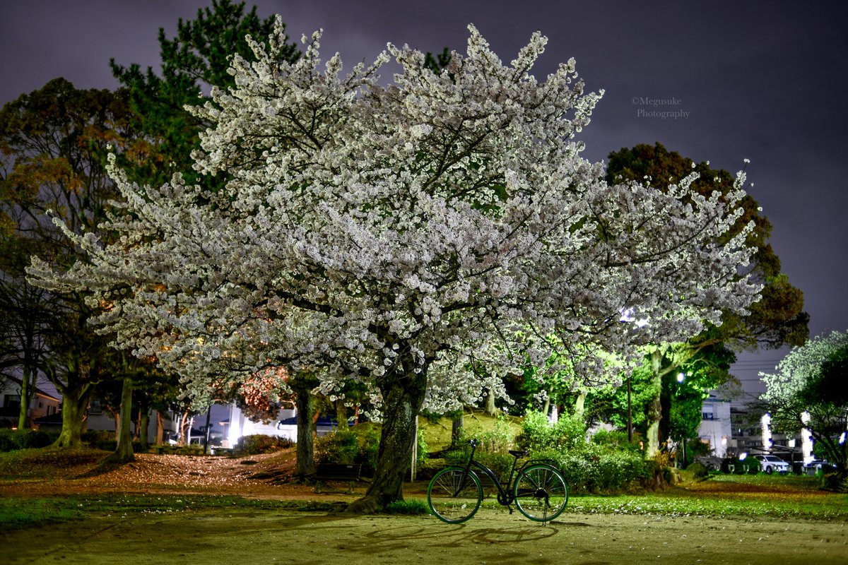 夜桜撮ってきた✌︎('ω'✌︎ )