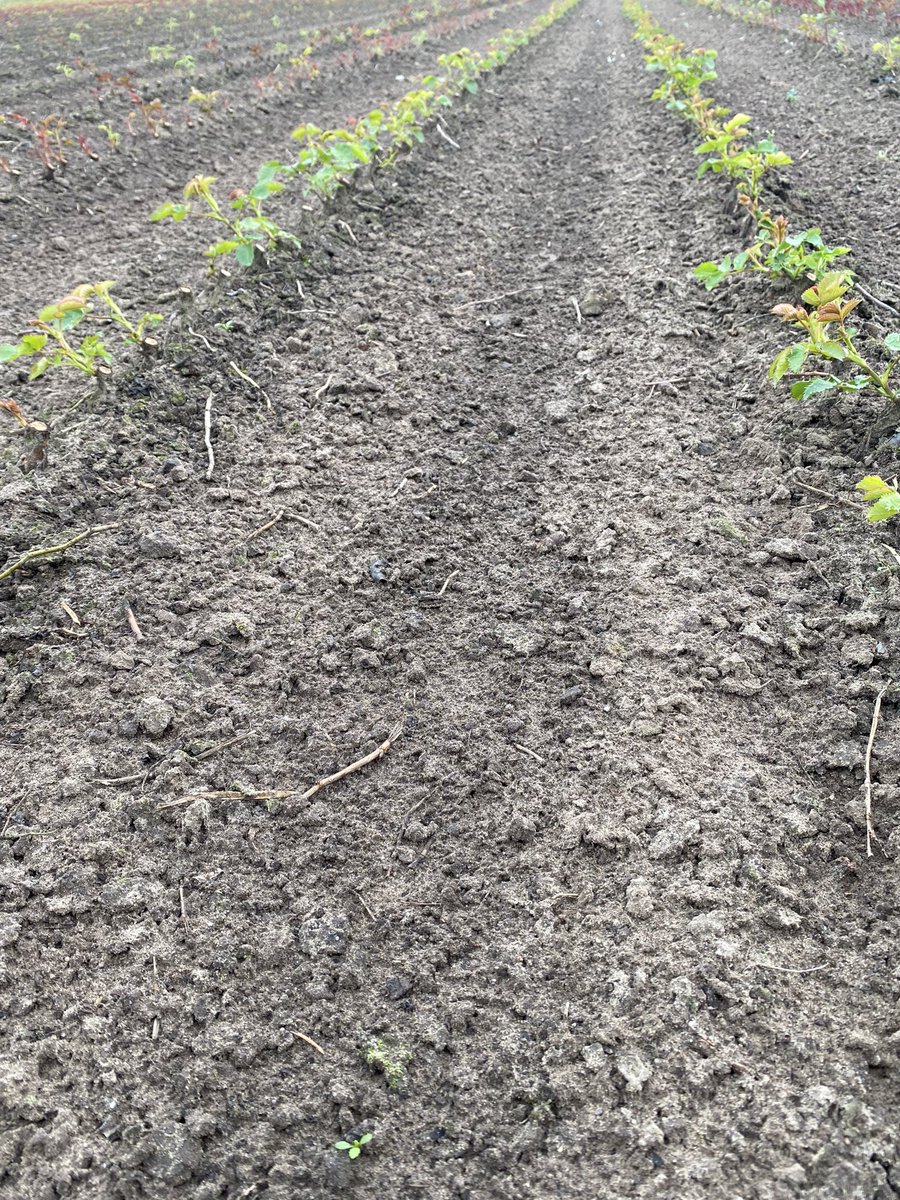 HansPijpers2's tweet photo. Groeizaam voor de rozen, maar ook het onkruid! Ideaal moment voor Goltix  WG + fenmedifam om kleine onkruiden op te ruimen. Optimaal is een vochtige bodem en droog onkruid @Adama_NE https://t.co/eI13KnoXUC