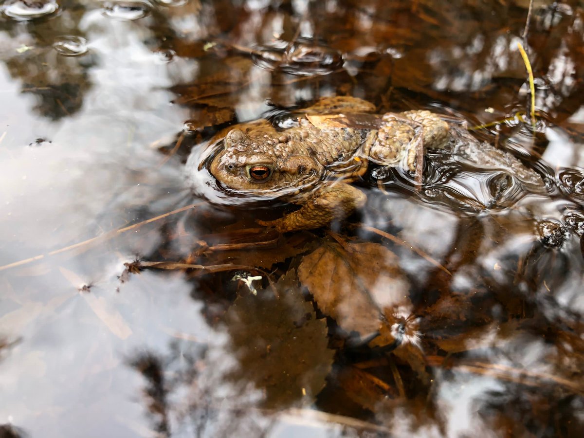 froglifers's tweet photo. Look at these wonderful #CommonToads braving the waves of #LochGarten in #Scotland. 

The water here looks reddish-orange due to the tannins produced by the trees of the surrounding native #Caledonian pinewood.  

#ToadsInLochs https://t.co/o6RJNWctYd