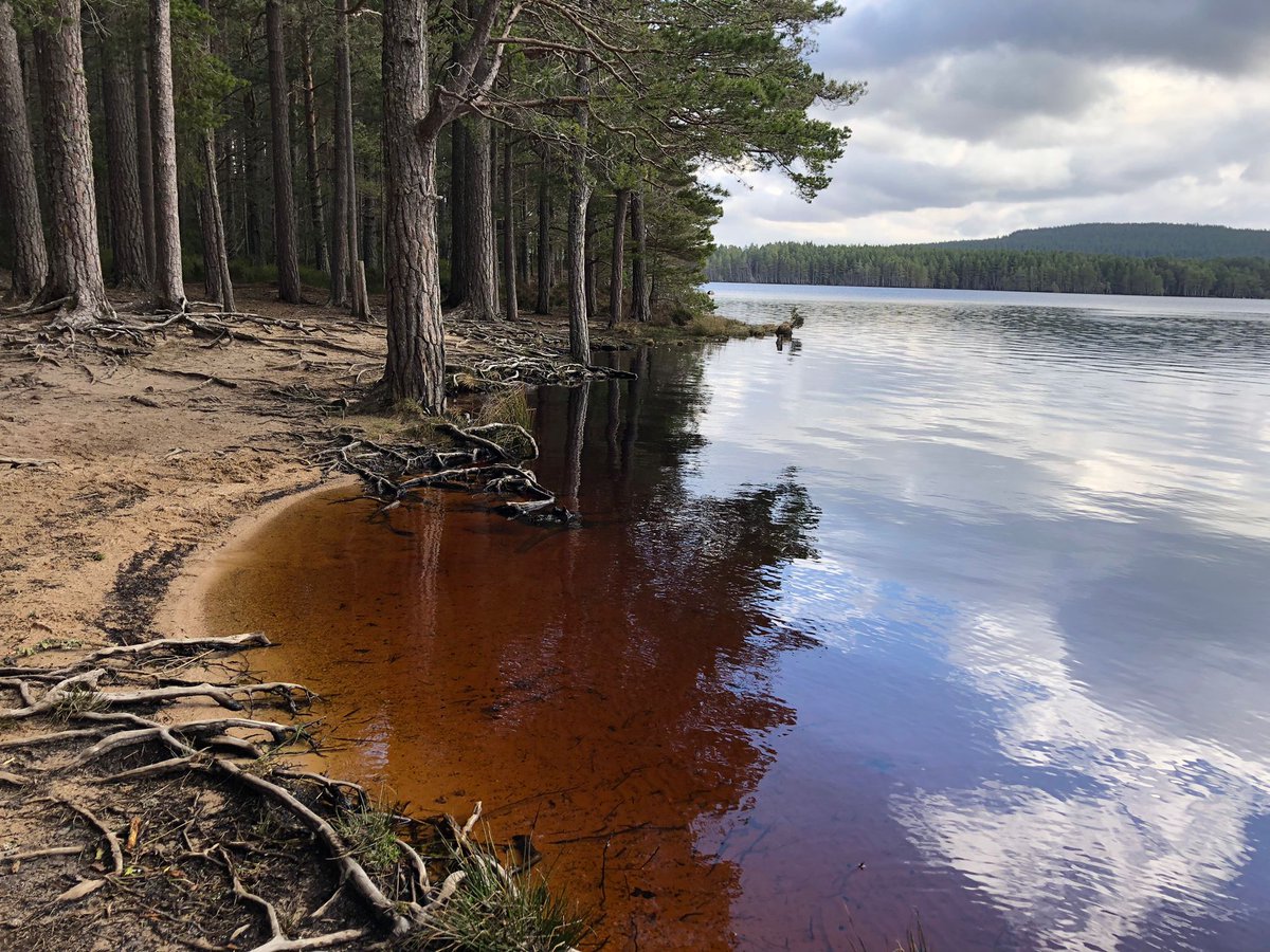 froglifers's tweet photo. Look at these wonderful #CommonToads braving the waves of #LochGarten in #Scotland. 

The water here looks reddish-orange due to the tannins produced by the trees of the surrounding native #Caledonian pinewood.  

#ToadsInLochs https://t.co/o6RJNWctYd