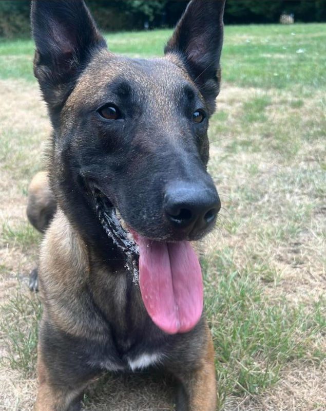 Rosie is 4yrs old and she has been fine with the other #dogs at the kennels, Rosie is a retired Prison Service Dog so will need a home that understands her past as a working dog #GermanShepherd #cornwall gsrelite.co.uk/rosie-13/