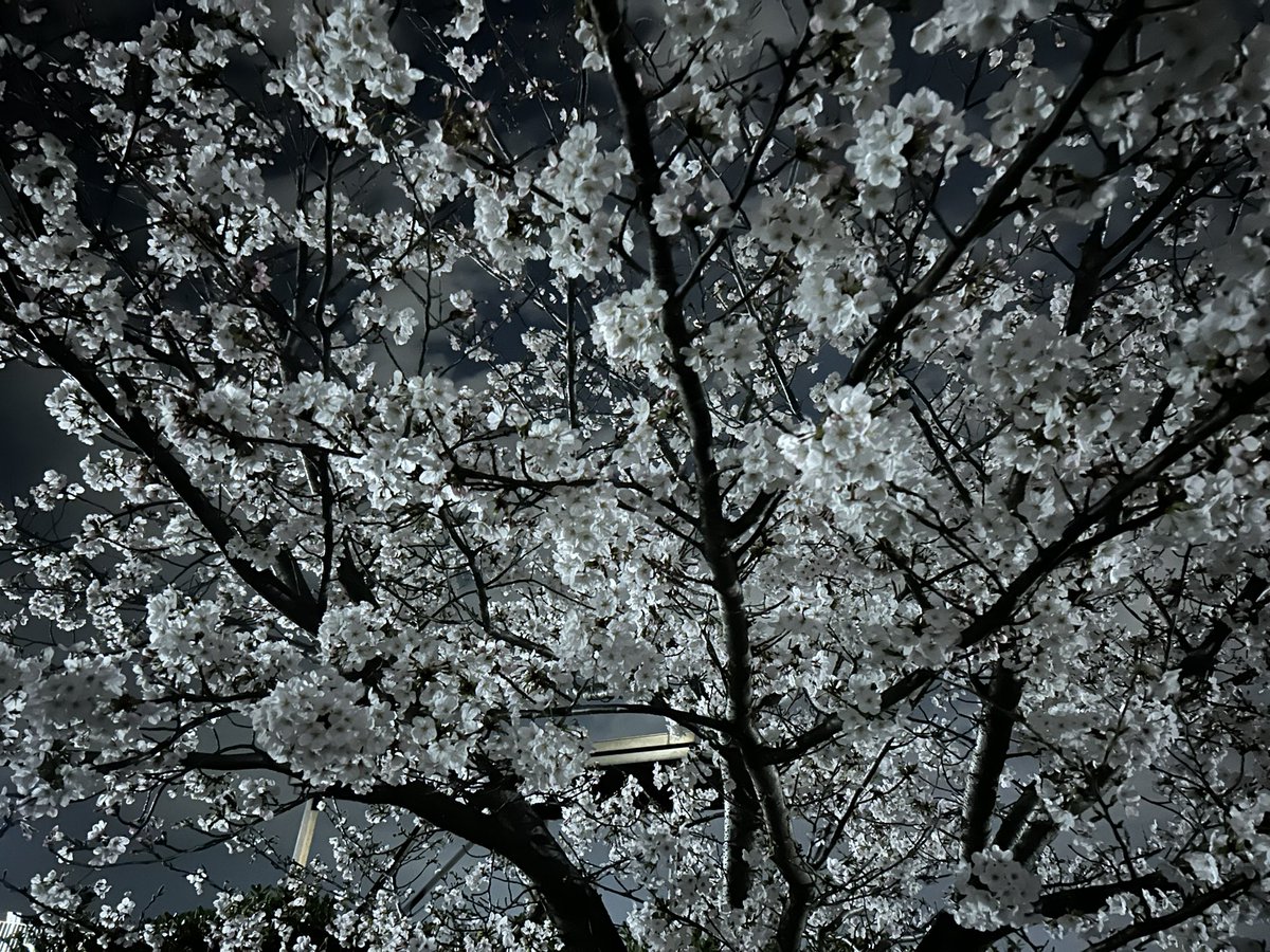 夜桜🌸 ちょっと末っ子と散歩🚶‍♀️ 新学期クラス替え… しんどいスタートだな😢 #桜