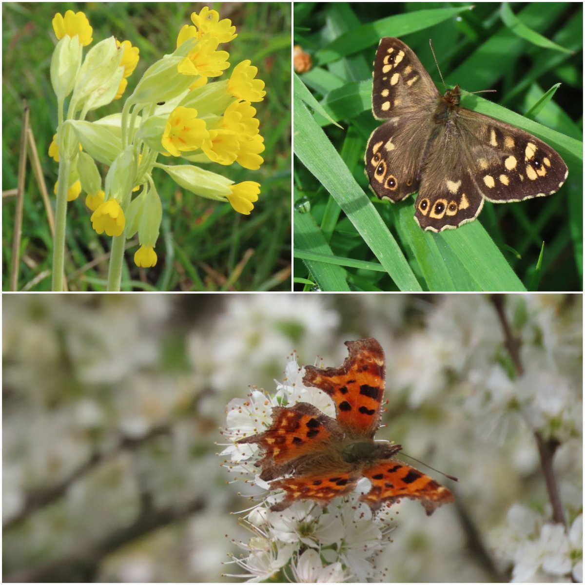 More butterfly firsts for '24: a wonderfully scallopped comma and several speckled woods @RSPBHopeFarm, which is always a great place to see a range of butterflies. Also, peacocks, small whites, and lots of cowslips. Lovely. @bc_cambs_essex
