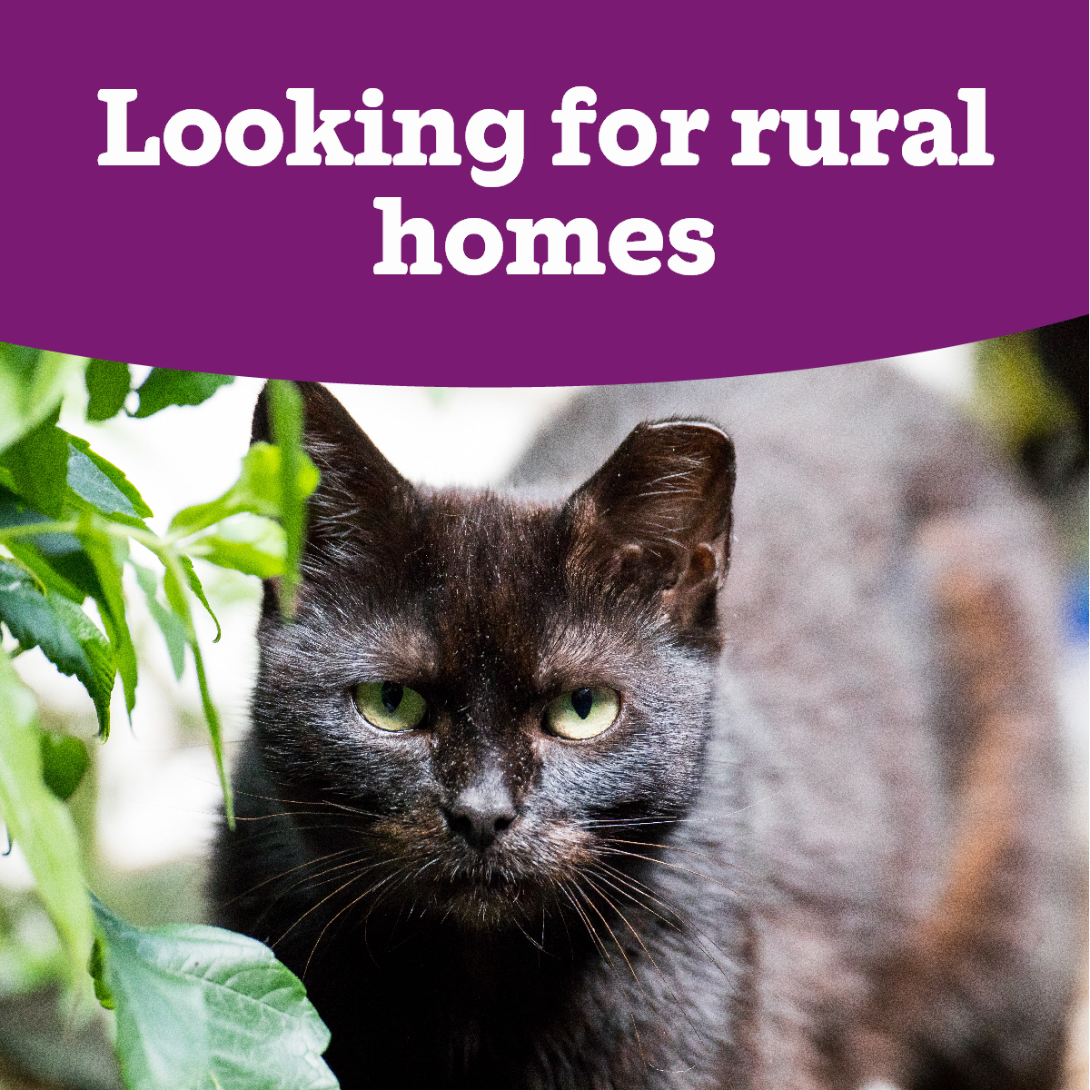We are looking for outdoor homes for feral cats in the Norfolk, Suffolk and Essex regions. They need rural properties with access to shelter and food. If you think you could give them a home please email: enquiries@framandsax.cats.org.uk