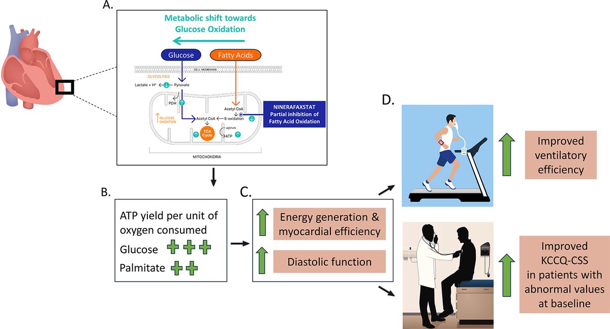 JACC Journals (@jaccjournals) on Twitter photo #ACC24 #JACC LBCT SimPub: IMPROVE-HCM - targeting myocardial energetics with novel mitotrope drug, #ninerafaxstat, was safe and improved exercise capacity and symptoms in nonobstructive HCM. bit.ly/3U7VxO2
#cvHCM <a href="/MartinMaronMD/">Martin Maron, MD</a> <a href="/BR_CMR/">Betty Raman</a> <a href="/danmassera/">Daniele Massera</a> <a href="/SharonCresciMD/">SharonCresciMD</a> #ACC24 #JACC LBCT SimPub: IMPROVE-HCM - targeting myocardial energetics with novel mitotrope drug, #ninerafaxstat, was safe and improved exercise capacity and symptoms in nonobstructive HCM. bit.ly/3U7VxO2
#cvHCM <a href="/MartinMaronMD/">Martin Maron, MD</a> <a href="/BR_CMR/">Betty Raman</a> <a href="/danmassera/">Daniele Massera</a> <a href="/SharonCresciMD/">SharonCresciMD</a>