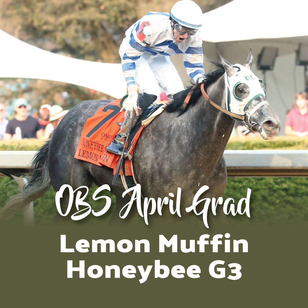 Lemon Muffin (Collected) a 2023 OBS Spring grad purchased of $140k by Bruno DeBerdt, agent has had earnings of over $300k. Her most notable win was in the G3 Honeybee Stakes at Oaklawn Park. Get your next champion at OBS Spring on April 16-19. #twoyearoldsource #obssales