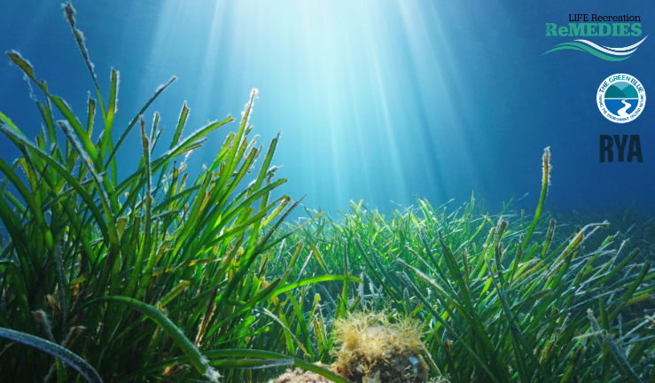 Join us for a free 'Sustainable anchoring & mooring' webinar.  

📅25 April 
🕔7.30pm-8.30pm  

🍃Get a glimpse at the work of @EULIFERemedies  
🍃Learn about the importance of seagrass
🍃Discover how you can help seagrass habitats

Book: rya.org/F7iN50R9p0s 

#SaveOurSeabed