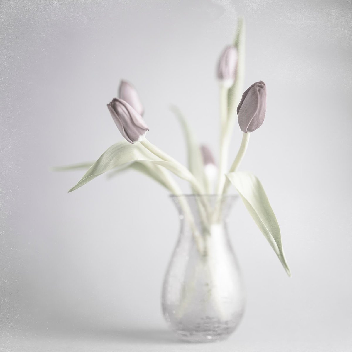 Congratulations to Michaela Simpson @VetyProductions for winning the @sheclicksnet photography comp sponsored by @mpbcom 🎉Michaela won the “Still Life” challenge with her image “Tulips in Spring”🏆 Michaela will receive an A3 print of her image on our Portrait White gsm paper 🖼️