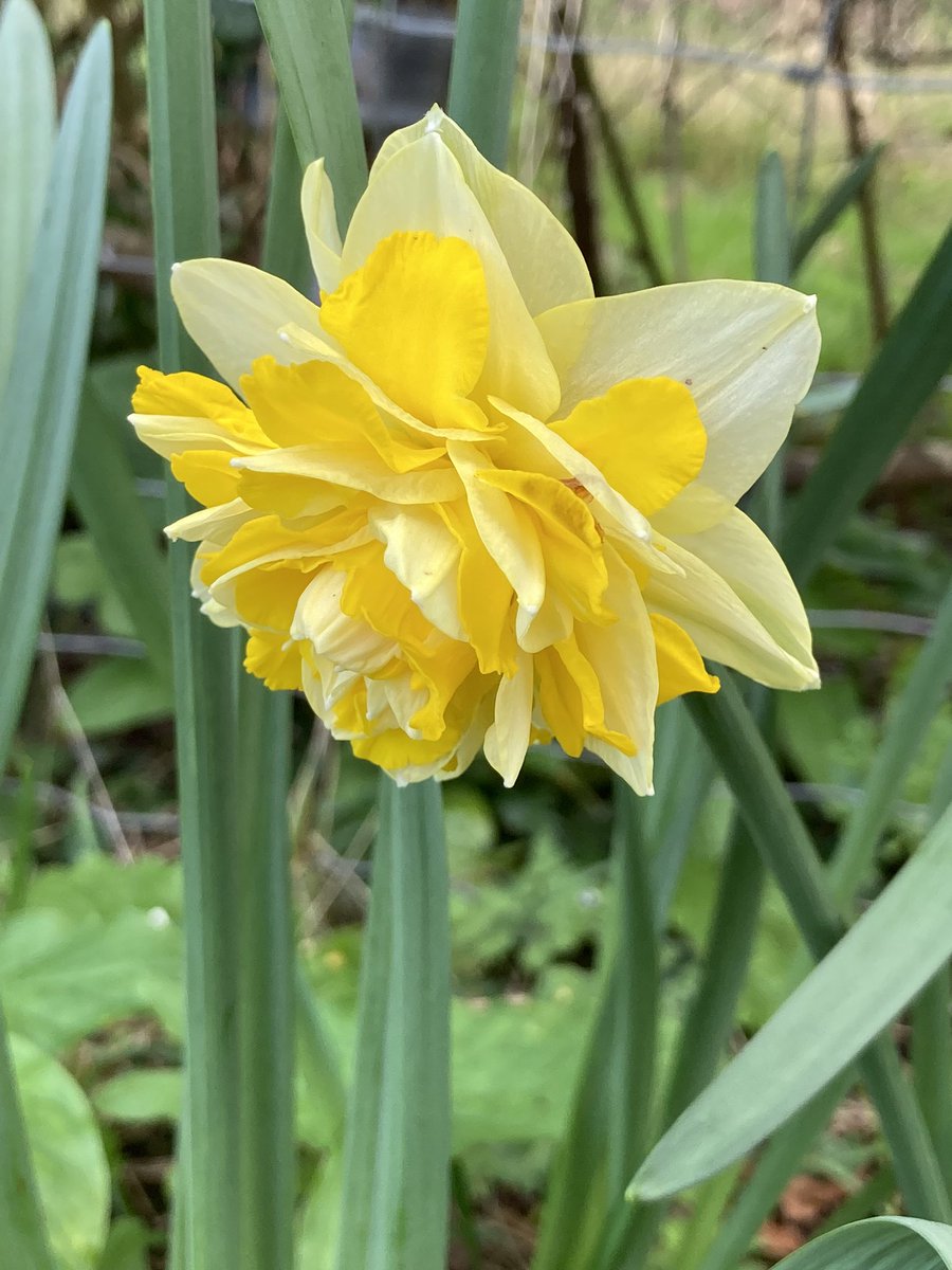 4 #Daffodil cultivars from around the garden & orchard: Narcissus ‘Crenver’ (<1927), ‘Seraglio’ (1922), ‘Geranium’ (<1930) & ‘Dick Wilden’ (1962) #daffodils #garden