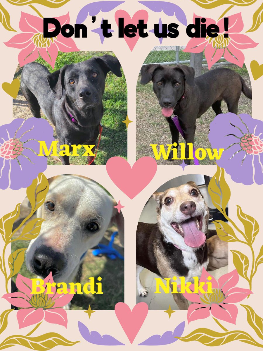 🆘🔥NO⏰LEFT 🔥🆘
▶️4️⃣◀️🐶🐶🐶🐶LEFT BEHIND💔WILL DIE IN A FEW HOURS 4/8 #Corpuschristi TX AC😭
4 innocents SLAUGHTERED for SPACE😡
💔MARX #A365792
💔WILLOW #A365990
💔NIKKI #A365506
💔BRANDI #A365878
#Rescuevillage pls HELP! Why none is coming for them?😭#pledge #foster #adopt