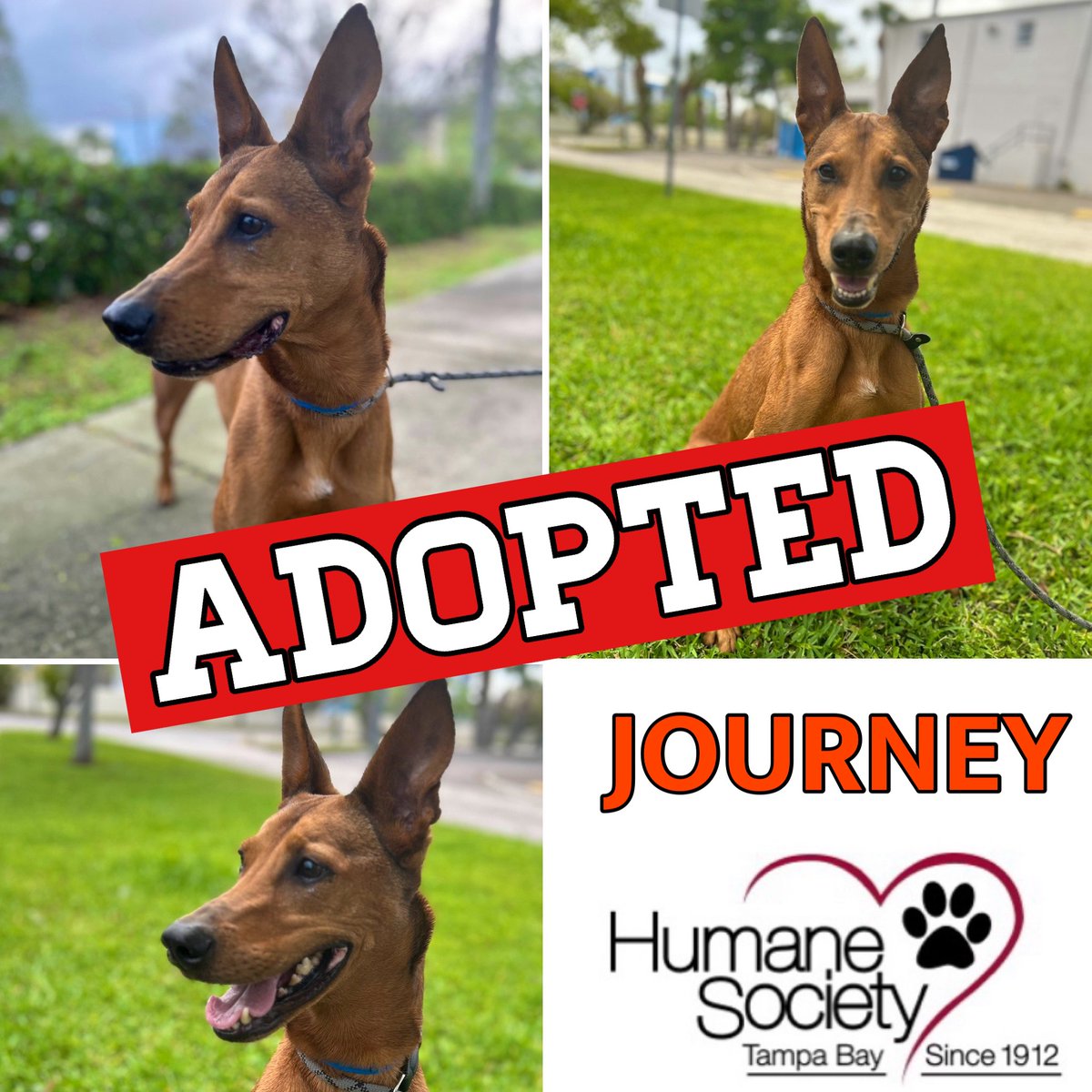 UPDATE / PUPDATE: Great News! JOURNEY got ADOPTED! 😃 Congratulations to JOURNEY and his new forever family! If you or anyone you know is looking for a BEST FRIEND please visit @HumaneTampaBay #adoptdontshop🐾