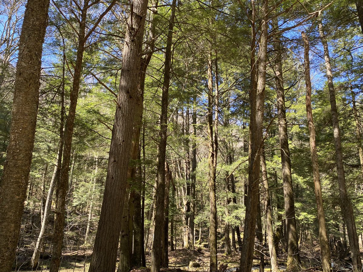 Allegheny National Forest, Tionesta PA. Ross Run Creek. These Hemlock trees are over 60 feet tall.