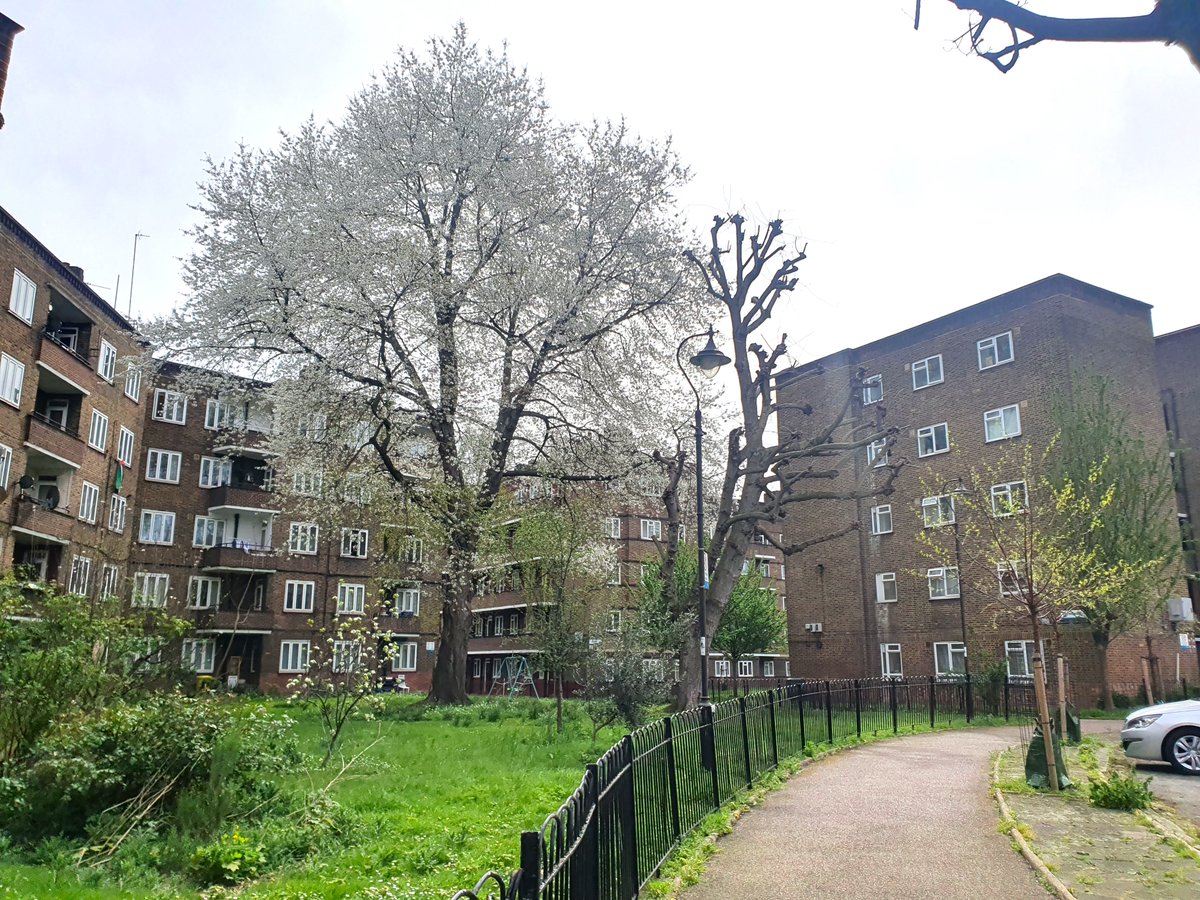 A wonder to behold! Is this the tallest cherry tree in London? The 1930s blocks are five storeys-high and the tree is twice as tall and currently in full, magnificent bloom. Take a stroll up Tennis Street from Long Lane and look right to see it in all its glory. @TheStreetTree