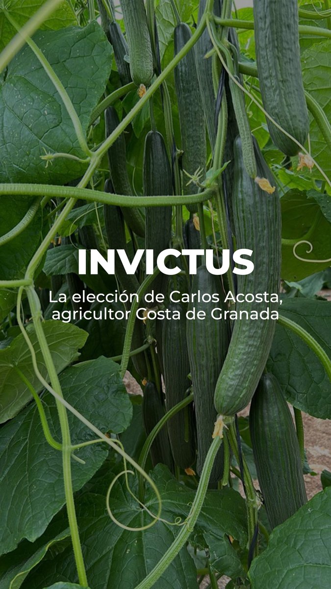 🌱 Invictus, la joya de Carlos Acosta. Trasplantado en enero en Castell de Ferro, esta variedad de pepino promete calidad y resistencia, siendo la mejor elección para una cosecha exitosa. 

#CultivaSeminis #BayerSeminis
