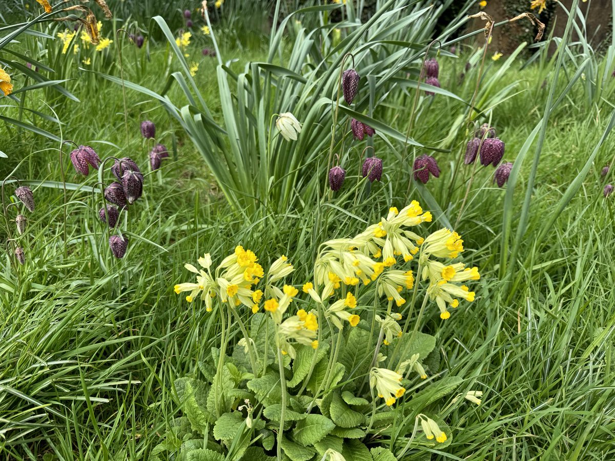 Beautiful snake’s head fritillaries and cowslips in the local churchyard.