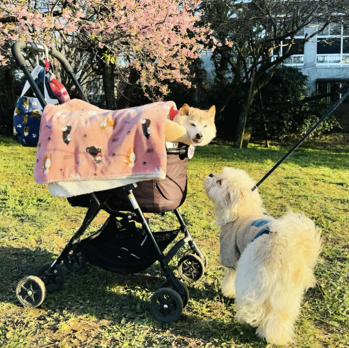Kabosu_DRC20's tweet photo. #DOGE -> #SHIB -> #DOSU🐕💎

In that order, the authentic trio of successful legendary dogs cryptocurrency who will shine during the bullrun.

Other dogs without history will contemplate #Kabosu. Once again.

History will repeat, with or without you.

#DOGE #DOSU #KABOSU #DRC20 https://t.co/GzXhNAt0An