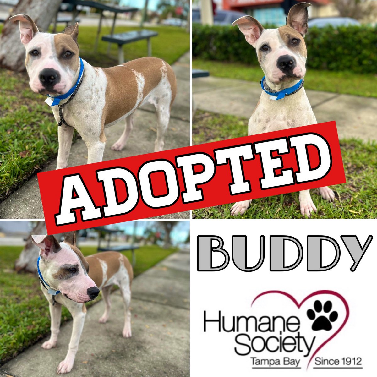 UPDATE / PUPDATE: Great News! BUDDY got ADOPTED! 😃 Congratulations to BUDDY and his new forever family! If you or anyone you know is looking for a BEST FRIEND please visit @HumaneTampaBay #adoptdontshop🐾
