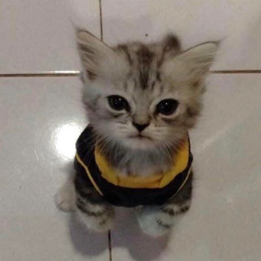 Punch Cat (@punchingcat) on Twitter photo 