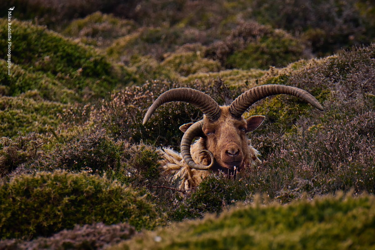 'Hide and seek' A Loaghtan ram at the Chasms #isleofman #closertonature #manxnature #iomstory #manx @ManxNFU @manxnature @BiosphereIOM @visitisleofman